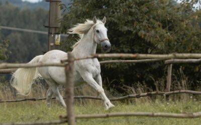 Režisérka Alice Nellis do nového filmu Buko obsadila vlastního koně Láďu